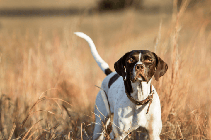 Things To Do https://nestvacationrentals.icnd-cdn.com/images/thingstodo/isle of palms sewe.png